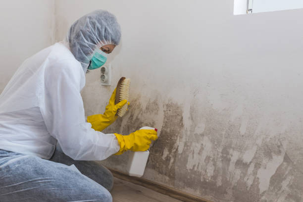 Best Attic Mold Removal  in Benbrook, TX
