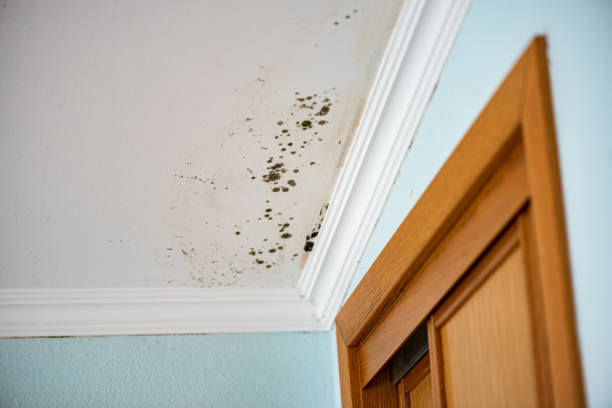 Mold Removal Process in Benbrook, TX