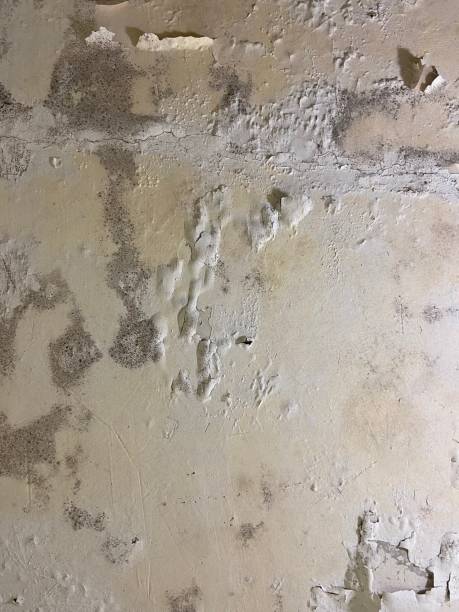 Best Mold Remediation  in Benbrook, TX