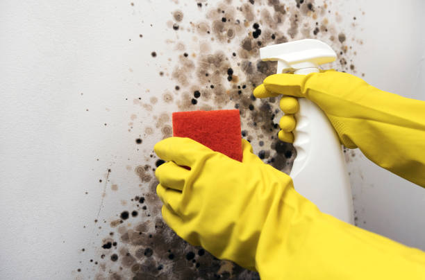 Best Same-Day Mold Removal  in Benbrook, TX