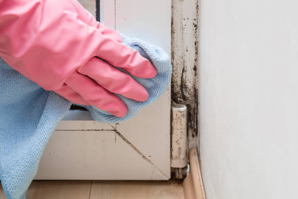 Best Certified Mold Removal  in Benbrook, TX